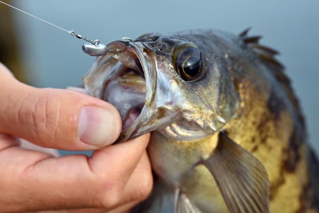 タフなメバルに「ダートアクション」で！ エコギアのオススメワーム