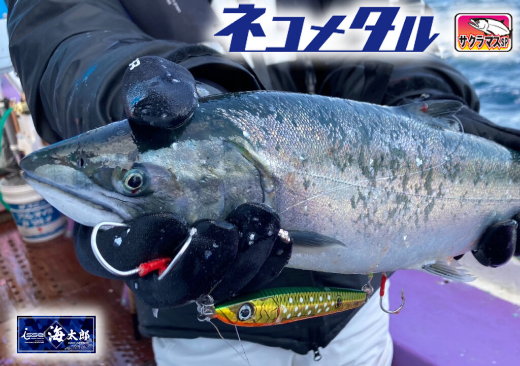 今サクラマスが釣れているジグ！】サクラマスの実績カラーを村上晴彦が