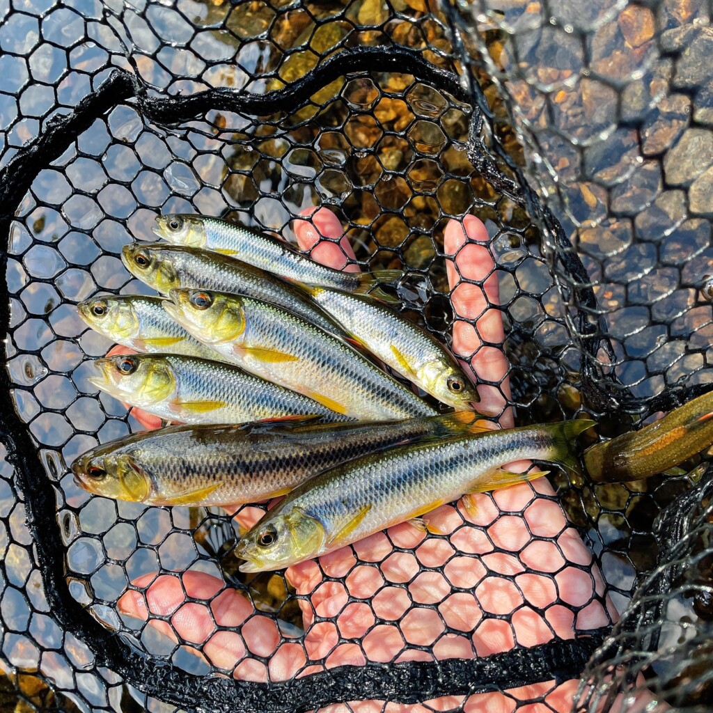 コスパ重視】自分にピッタリのネットがきっと見つかる！ゴールデン