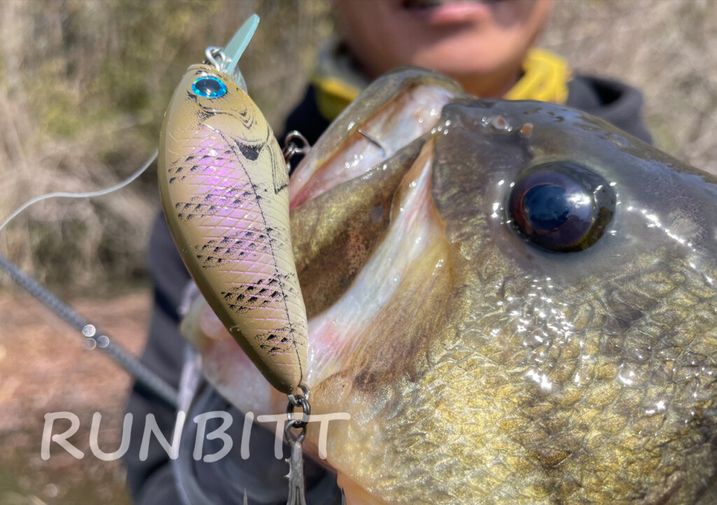 グラスルーツの2024年NEWルアー「RUNBBIT（ランビット）」で将監川の