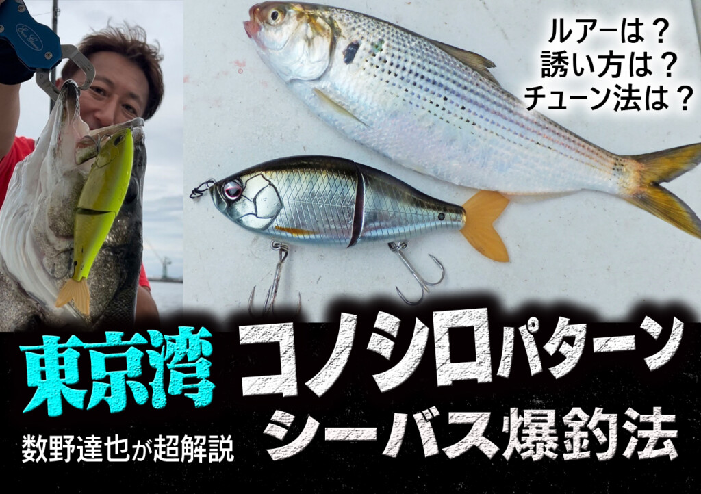 東京湾コノシロパターン・シーバス爆釣法】数野達也が現在・炸裂