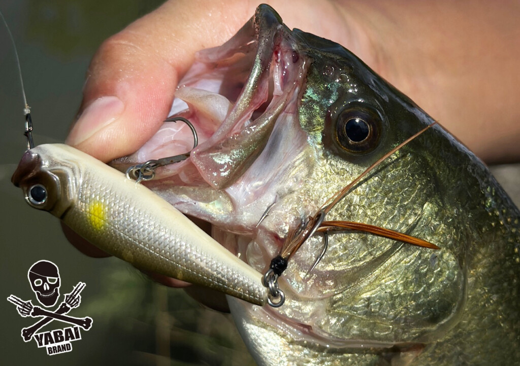 秋こそトップ！】この時期のオカッパリトップゲームの楽しみ方 | 釣り