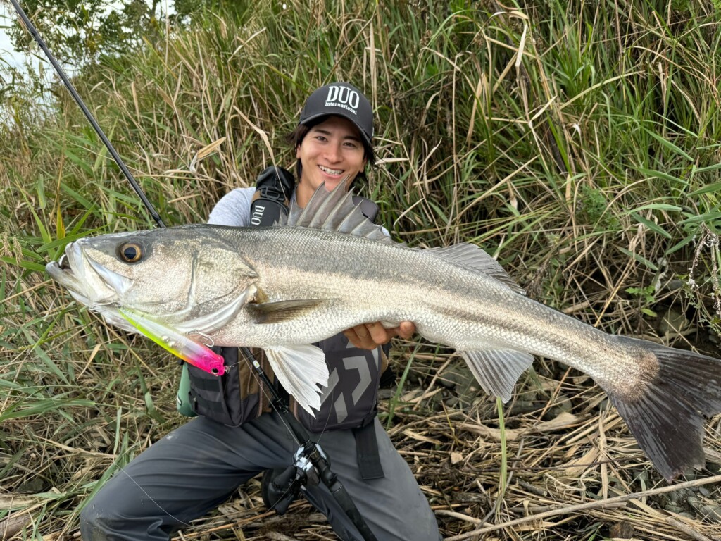 シーバスのイナッコ・コノシロパターンに！ゲーム性バツグンのトップウォータールアーをご紹介！