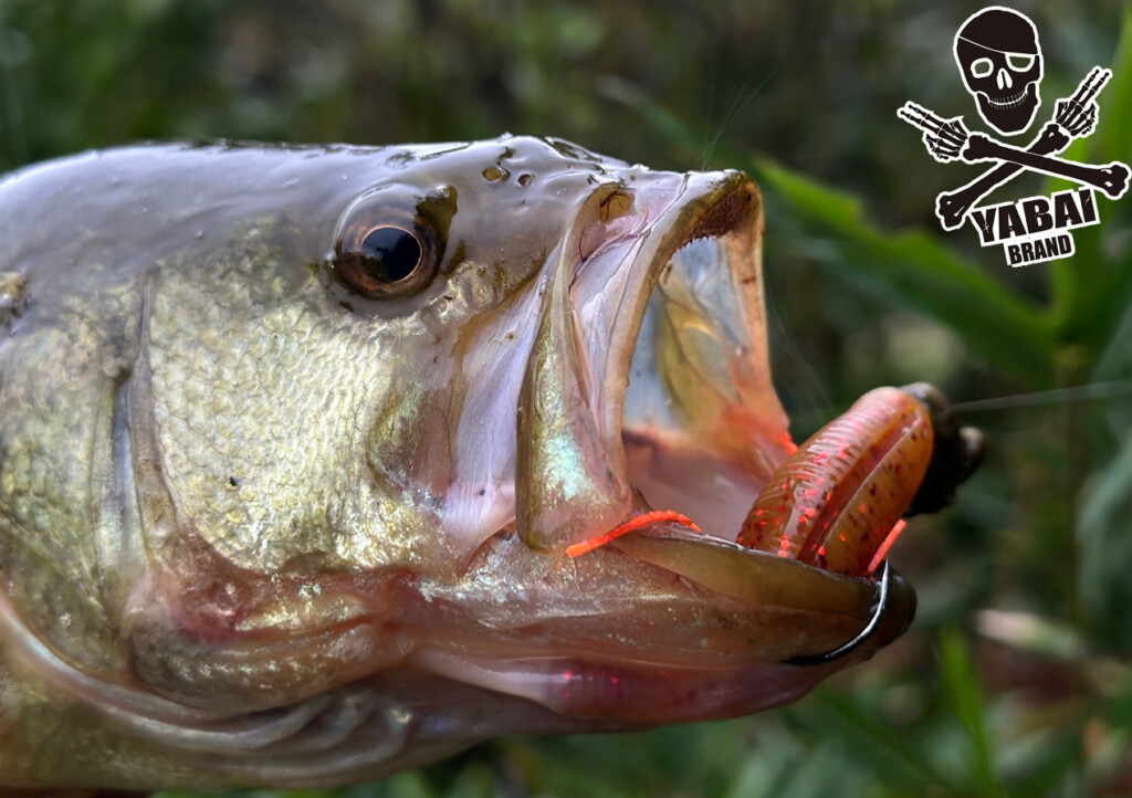 初場所「近藤沼」にて初冬に釣る | 釣りの総合ニュースサイト