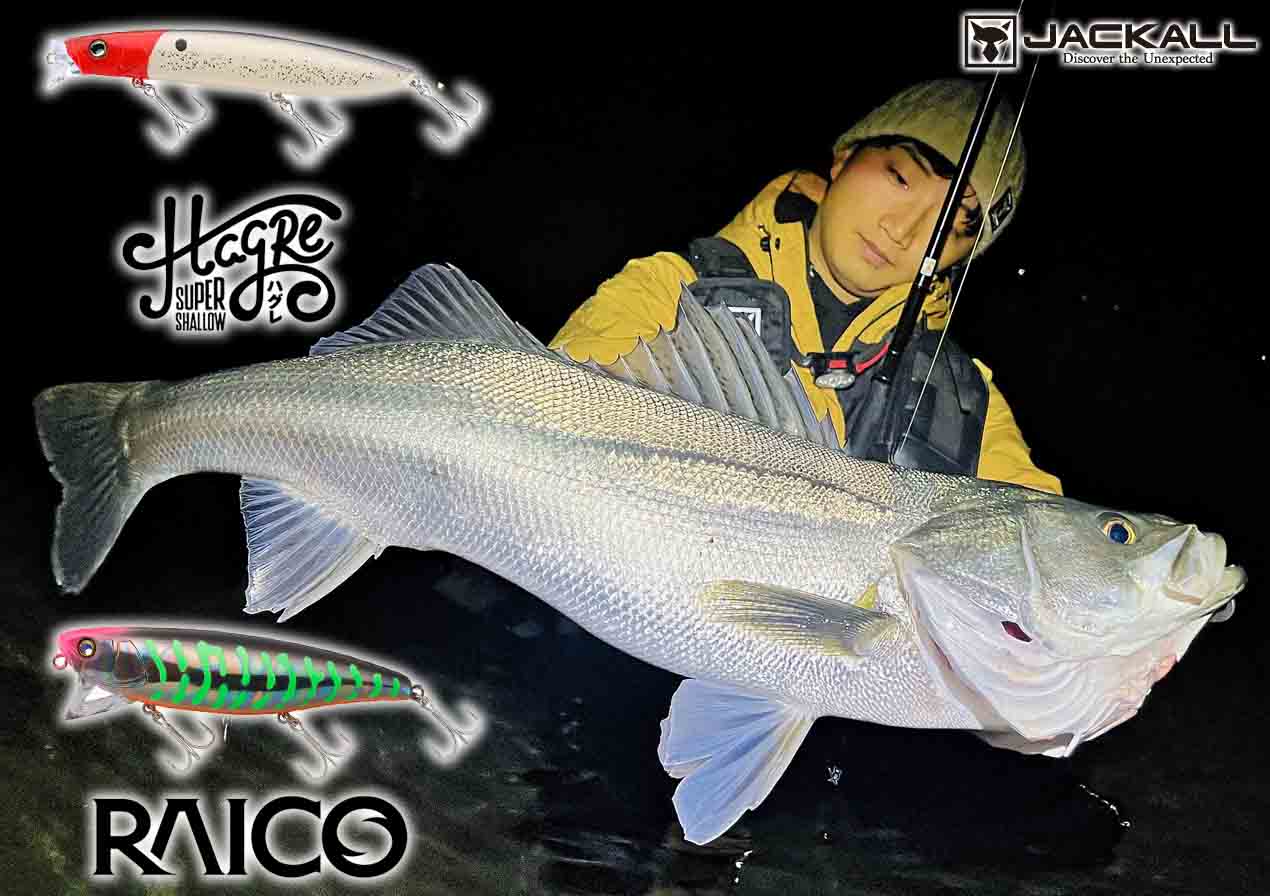 釣果連発！ ジャッカルルアー×秋シーバス！】「ハグレ120F」＆「ライコ