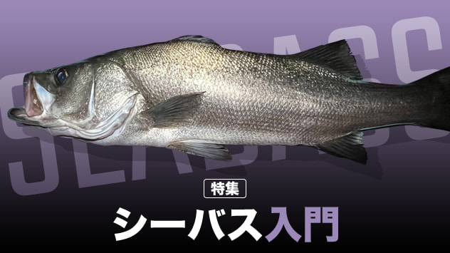 シーバス入門2025