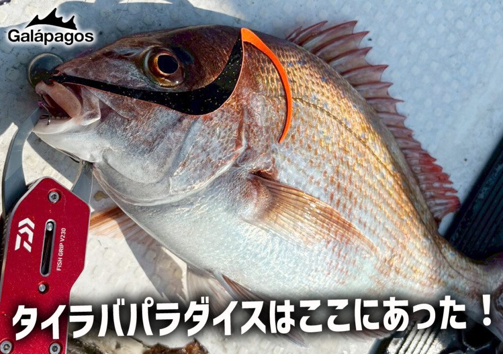 タイラバ　10月29日迄 テスト中のNEWアイテムを携えて…高松エリアに初上陸！タイラバ