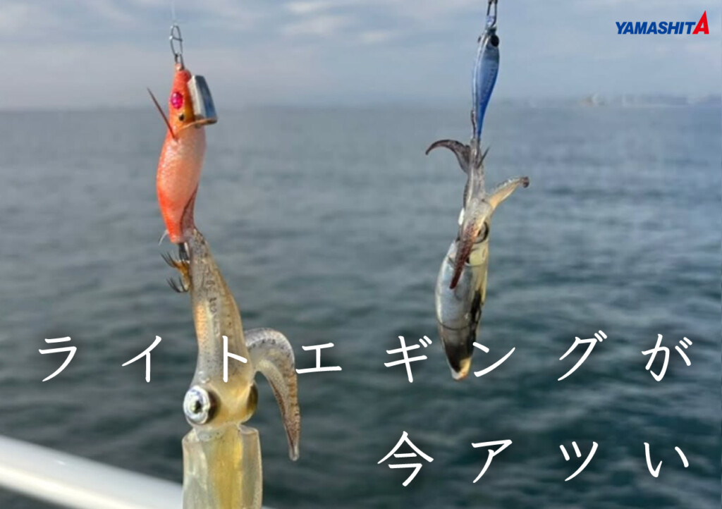 セットだとなお心強い。いま釣れているライトエギングに「NAORY セット