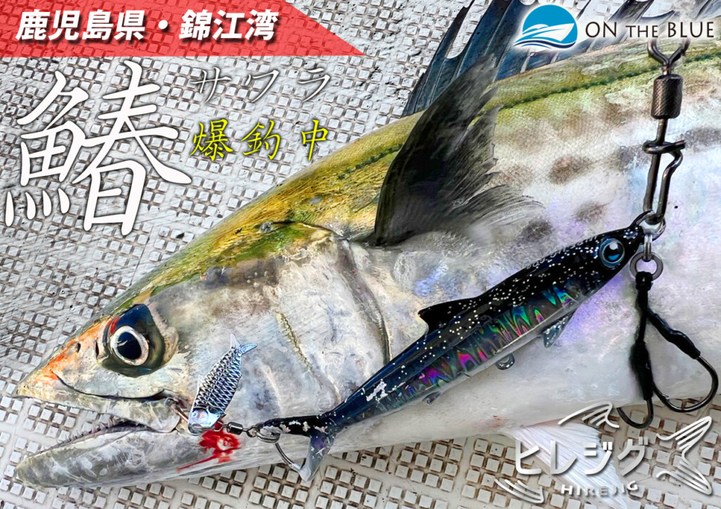 ブレードジギング】鹿児島県・錦江湾で今、“サワラ”がメチャクチャ釣れ