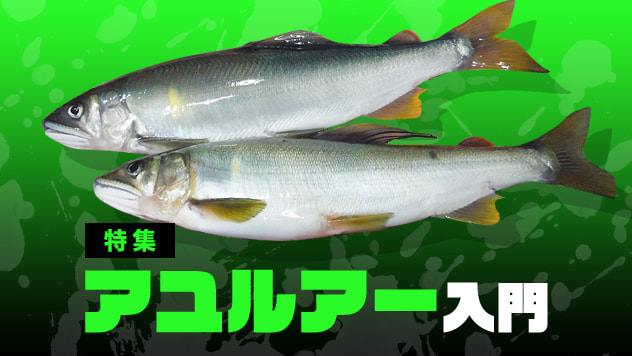 アユルアー入門2026