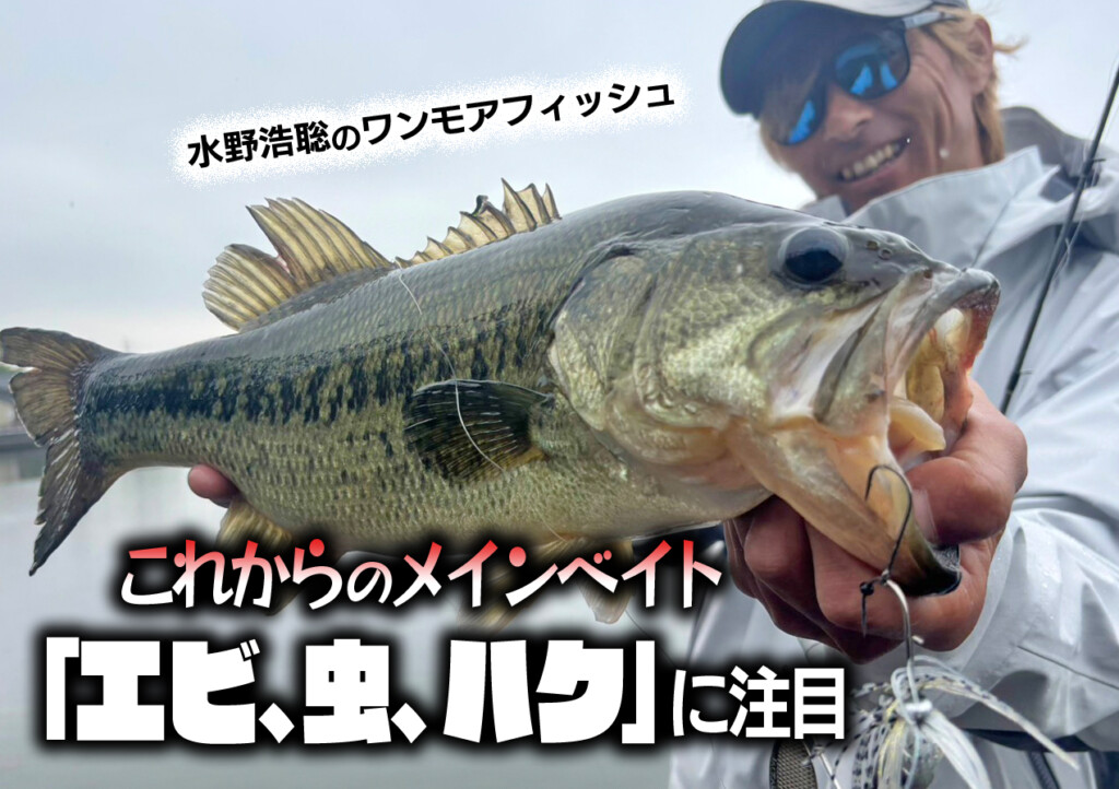 これからのメインベイト「エビ、虫、ハク（ボラの稚魚）」に注目【水野