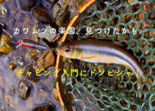 カワムツの楽園、見つけたかも。チャビング入門にドンピシャ