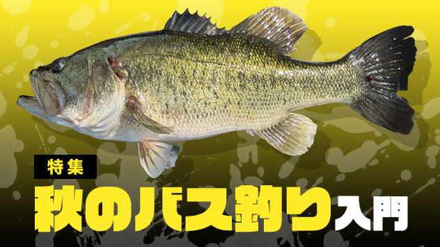 秋のバス釣り入門